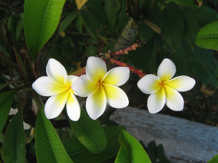 small frangipani.JPG - Small frangipani